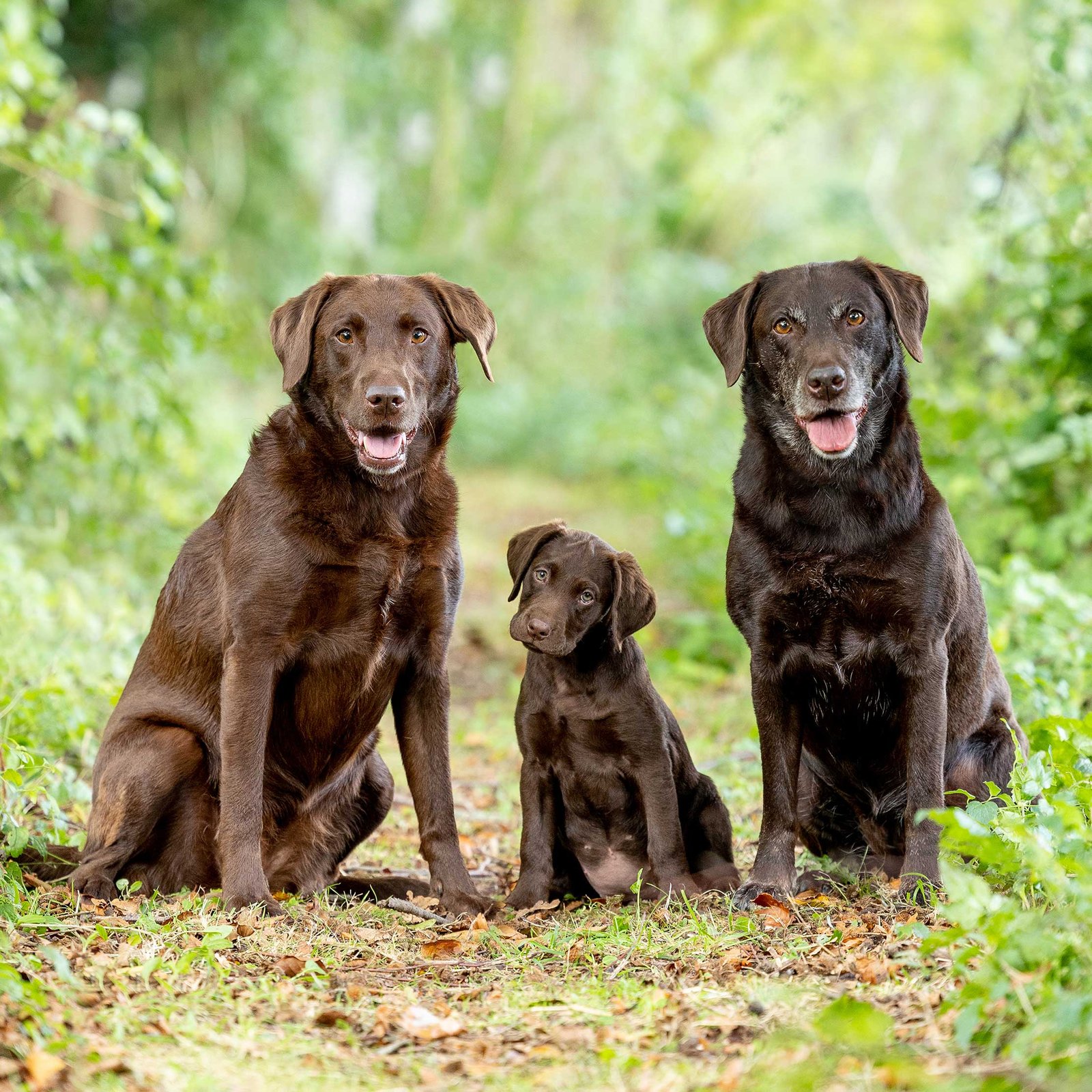 Reasons Why Chocolate Labradors Are So Stubborn?